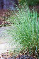 Muhlenbergia reverchonii, Seep muhly, July, Texas, USA