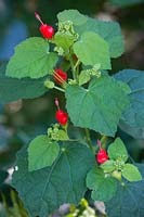 Malvaviscus drummondii, Scotchman's purse, Turk's Cap, wax mallow, July.