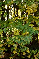 Acer campestrefoliage - Field Maple in November.