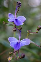 Jardim Botanico, Lisborn, Portugal, Clerodendrum myricoides 'Ugandense', autumn, tropical, shrub, tropical, Bluebutterfly
