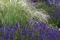 Mixed spring border with  Salvia blue 'Mainacht' and Stipa pennata  Pruhonice Arboretum, Czech Republic,