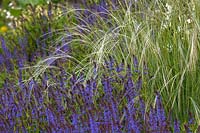 Mixed spring border with  Salvia blue  'Mainacht'  and Stipa pennata, Orphan maidenhair