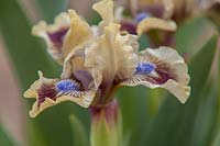 Standard Dwarf  Bearded Iris ' Modrovous'  - ZdenÄ•k Seidl, 2014