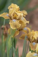 Iris 'Olive Accent' - Standard Dwarf Bearded iris.

