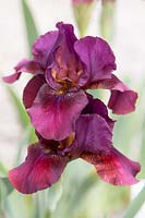 Iris 'Light Cavalry' - Intermediate Bearded.

