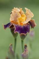 Iris 'Delirium' - Intermediate Bearded iris.

