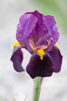 Iris 'Ruby Glow' - Intermediate Bearded iris.

