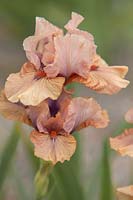 Iris 'Anagram' - Intermediate Bearded iris.