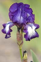 Iris 'Pacer' - Intermediate Bearded Iris.


