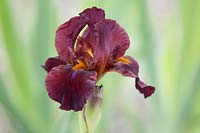 Iris 'Red Zinger' - Intermediate Bearded iris.

