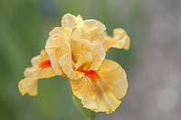 Iris 'Fruit Cocktail' - Intermediate Bearded iris.

