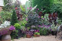 Collection of potted exotic and bedding plants. Musella lasiocarpa, Dahlia 'Magenta Star', Tradescantia 'Purple Dome', Leucadendron argenteum, Pelargoniums, Cannas, a group of Senecio cineraria, Petunias and Lobelia. Eucalyptus nicholii, Phormium 'Platt's Black', Vitis vinifera 'Purpurea'. Taxus baccata - Yew - cone.