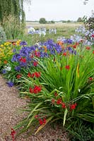 Hot summer border with Crocosmia 'Lucifer', Agapanthus, Crocosmia 'Hellfire' and Crocosmia 'George Davison'