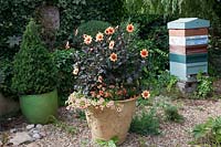 Dahlia 'Moonfire' underplanted with orange coloured Petunias in terracotta pot in gravel garden. Behind painted beehive and Buxus sempervirens behind.