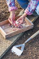 Woman splitting bulbs into individual cloves.