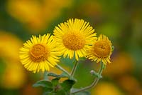 Pulicaria dysenterica - Common fleabane