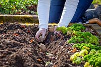 Planting out early potatoes in a trench in the vegetable garden. 