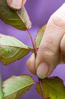 Controlling greenfly on roses by squashing them with fingers. 