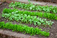 Lines of salad leaf seedlings in the vegetable garden. Beetroot 'Solist', Carrot Amsterdam Forcing Sprint, Lettuce 'Little Gem', Spring Onion 'Long White Ishikura' and Radish 'Cherry Belle'