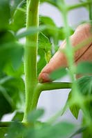 Taking out sideshoots of tomatoes to encourage bushier habit and a greater crop yield