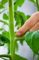 Taking out sideshoots of tomatoes to encourage bushier habit and a greater crop yield