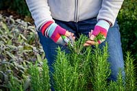 Picking sprigs of rosemary - Rosmarinus officinalis syn. Salvia rosmarinus.