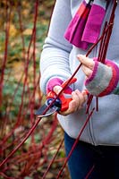 Gathering material for  hardwood cuttings from Cornus sanguinea - dogwood - in winter