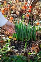 Daffodil shoots showing unusually early during mild spells of weather in December. 