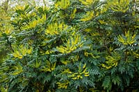 Mahonia x media 'Charity' - Oregon grape