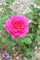 Rosa 'Big Purple' - Rose  'Big Purple