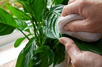 Spathyphyllum wallisii - Peace Lily - wiping off leaves