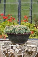 An earthenware pot on a wirework metal table with an Echeveria that has fleshy blue, green leaves, in front of a glasshouse containing variegated Pelargonium 