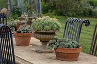 Three pots on a cast concrete table two of the pots hav a low growing Sedum the larger urn style pot is planted with Echeveria derenbergii