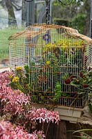 A shabby chic upcycled birdcage in a glasshouse planted out with flowering Sedum rubrotinctum 'Jelly Beans'