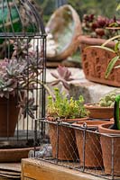  A display of small terracotta pots in a vintage wire basket on a shelf in a glasshouse, featuring a Sedum acre 'Gold Mound'.