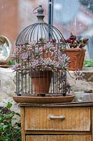  A vintage wire birdcage displayed on an old timber sideboard with a potted Graptopetalum paraguayense 