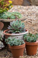 A group of terracotta pots planted with succulents, sitting on gravel