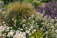 Detail of a herbaceous perennial bed with a planting of white, yellow and purple flowers and an ornamental grass with yellow and green strappy leaves