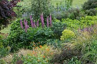 A drift planting in an herbaceous perennial border, Lupinus polyphyllus - Lupin -bi-coloured, purple and white