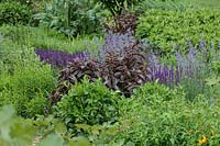 Detail of an herbaceous perennial bed, with a purple, green and burgundy colour scheme, plants: Periscaria, Salvia x superba and Nepeta