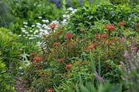 Euphorbia griffithii - Griffith's Spurge, with orange bracts growing in an herbaceous perennial bed