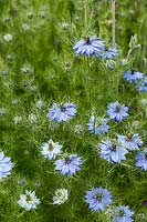 Detail of a Nigella damascene - Love-in-a-mist, with blue flowers and fine ferny foliage.