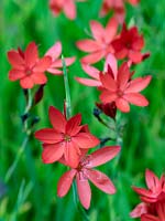 Hesperantha coccinea 'Major' - Crimson flag lily 'Major'
