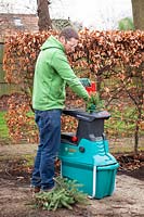 Shredding a Christmas tree using a shredding machine wearing protective gloves and glasses