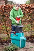 Shredding a Christmas tree using a shredding machine, wearing protective gloves and glasses. 