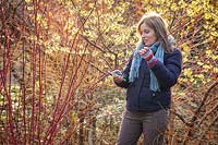 Taking hardwood cuttings from Cornus sanguinea - dogwood - in January. Gathering suitable material. 