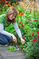 Weeding a spring border with a hand fork. 