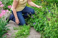 Removing goosegrass from a border. Sticky willy, Catchweed, Cleavers. Galium aparine. 