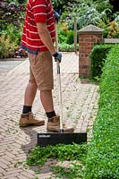 Using a shovel to gather up the clippings from trimming a Buxus sempervirens - Box - hedge 