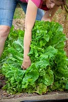 Removing lettuces that have bolted